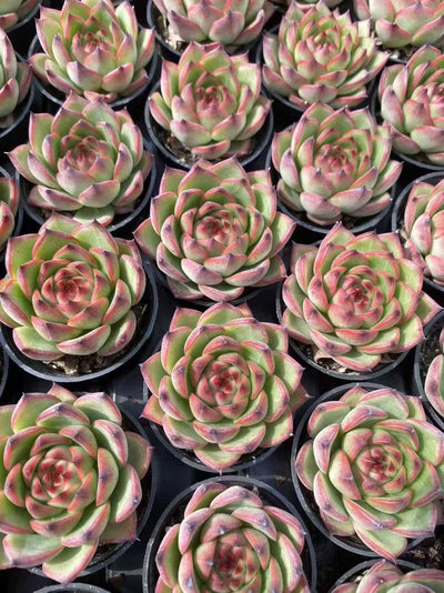 多肉植物 ゲツリョクセキ55シャープ 54株セット 2号鉢 品番AF00051