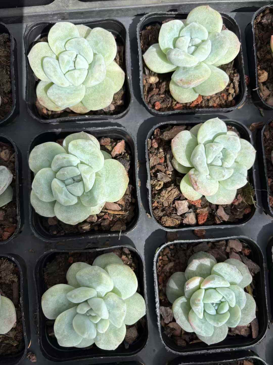多肉植物 ひょうぎょくせっか 50株セット 2.5号鉢 品番AD00162