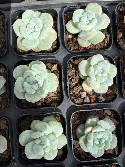 多肉植物 ひょうぎょくせっか 50株セット 2.5号鉢 品番AD00162