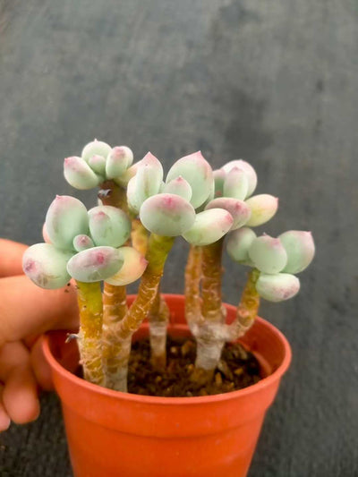 多肉植物 ショウロウショウミカヅキビジン 35株セット 3号鉢 品番ZG00048