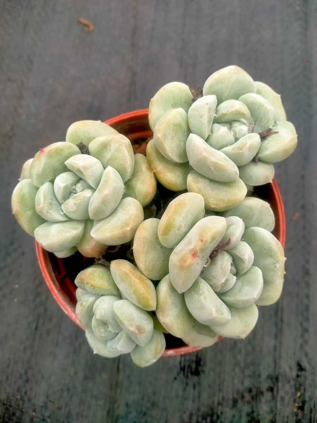 多肉植物 ヒョクギョク 35株セット 3号鉢 品番ZG00017