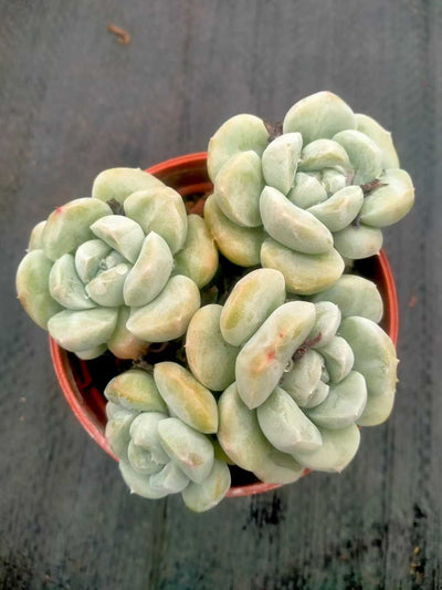 多肉植物 ヒョクギョク 35株セット 3号鉢 品番ZG00017