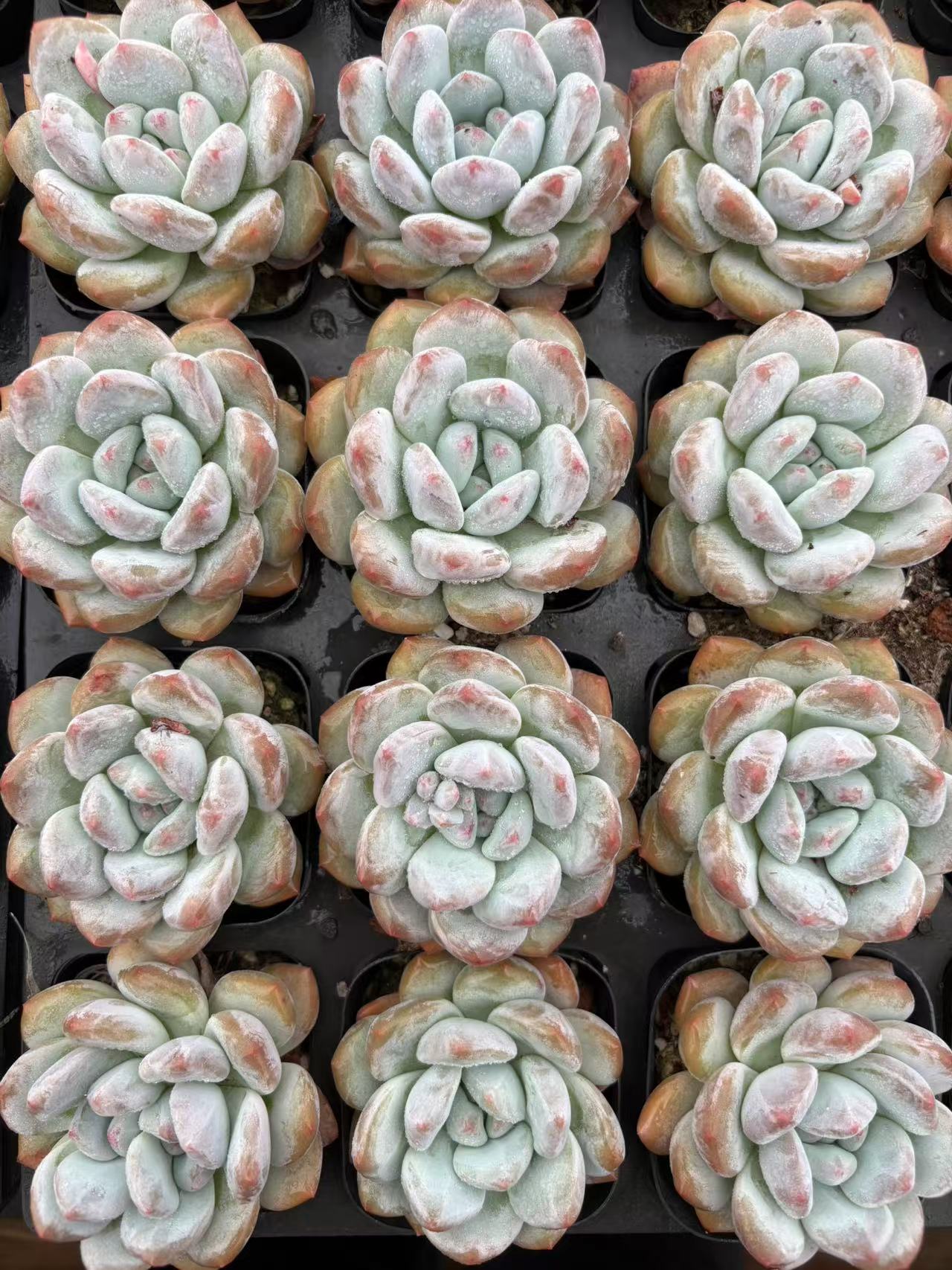 多肉植物 こうせつかい 50株セット 2.5号鉢 品番AD00065
