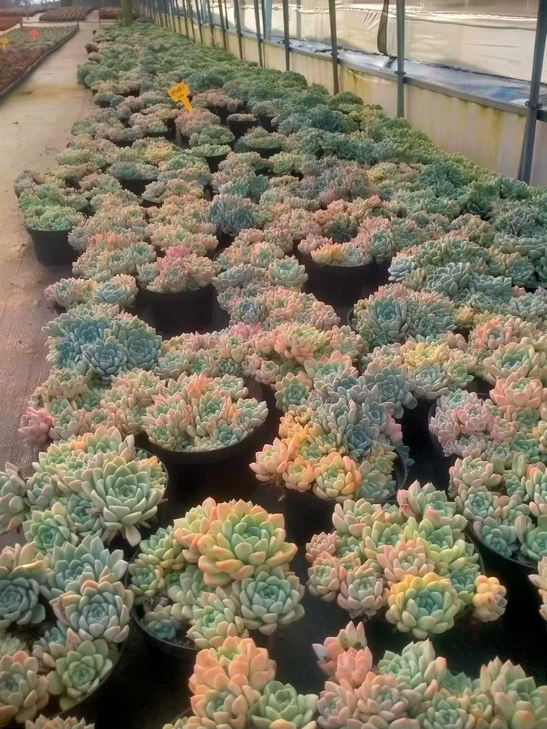 多肉植物 ナイユウビジン 12株セット 5号鉢 品番ZG00069