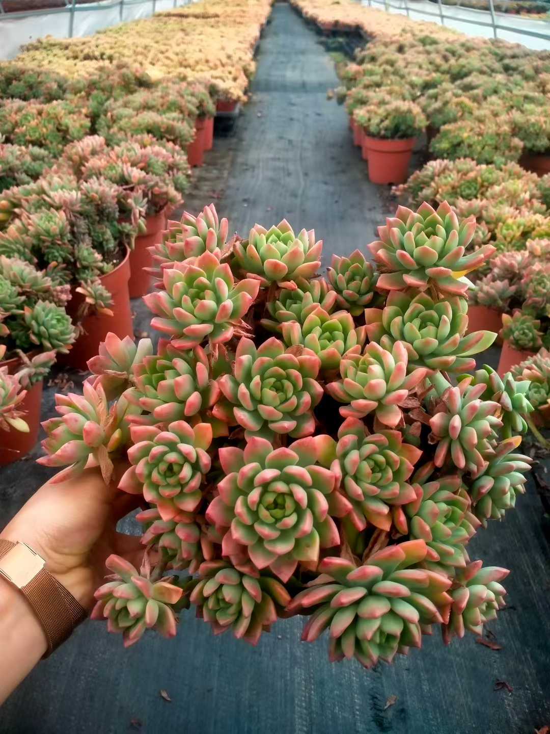 多肉植物 マーカス 9株セット 6号鉢 品番ZG00044