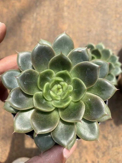 多肉植物 ハルハルジェニー 35株セット 3号鉢 品番AF00046