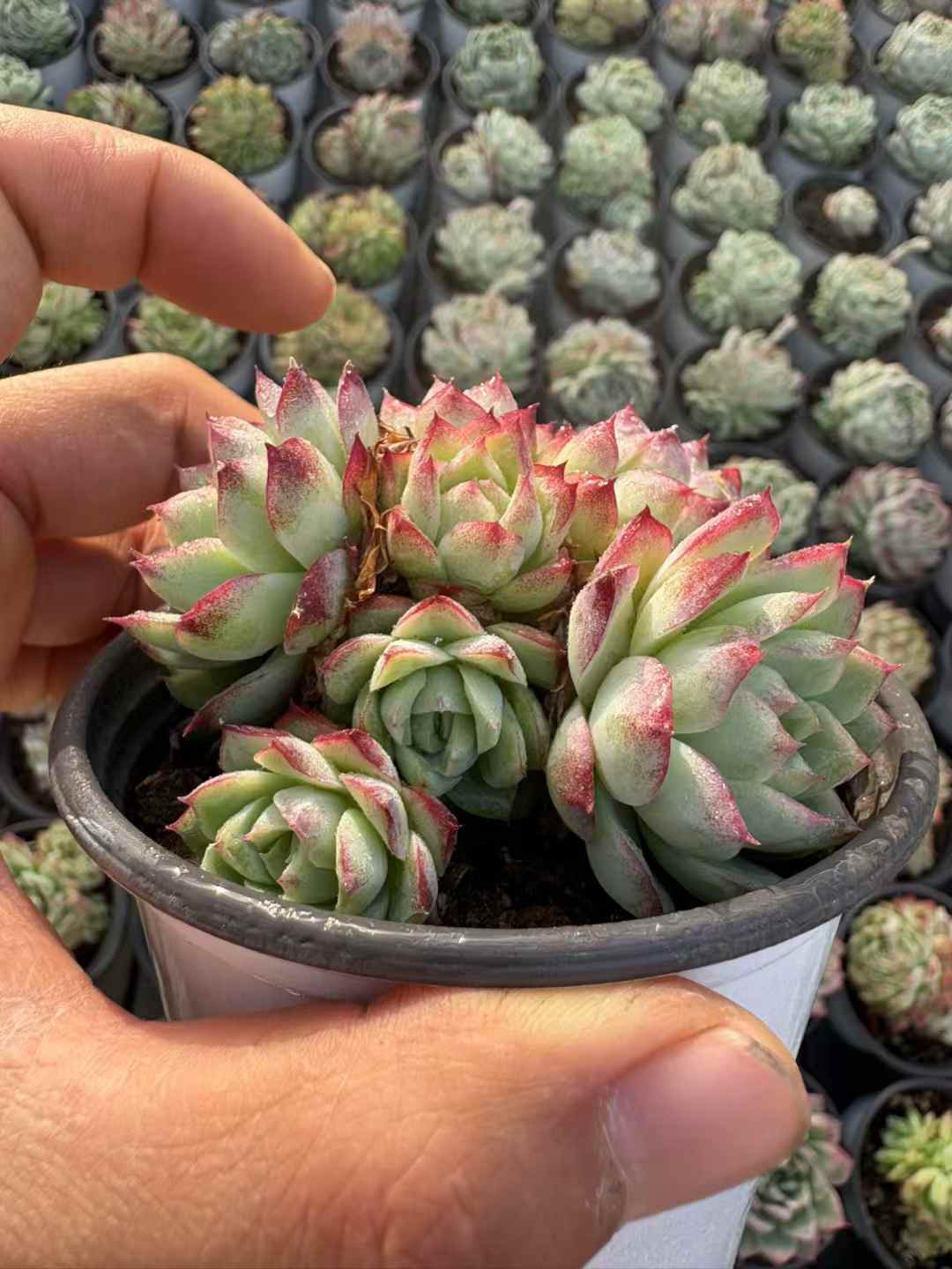 多肉植物 じょおうぐん 36株セット 3号鉢 品番AD00125