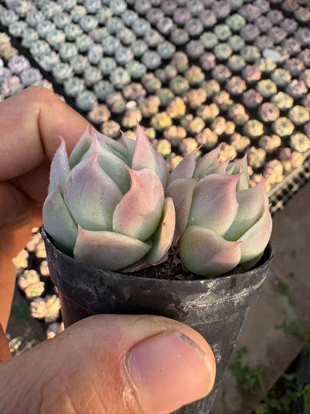 多肉植物 ファントム 50株セット 2号鉢 品番AD00005