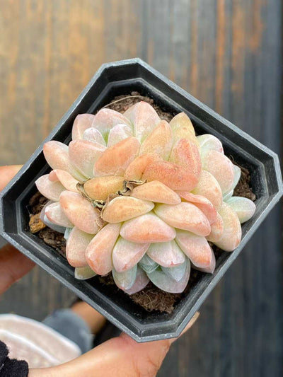 多肉植物 アイスジェイド 24株セット 2.5号鉢 品番AA00120