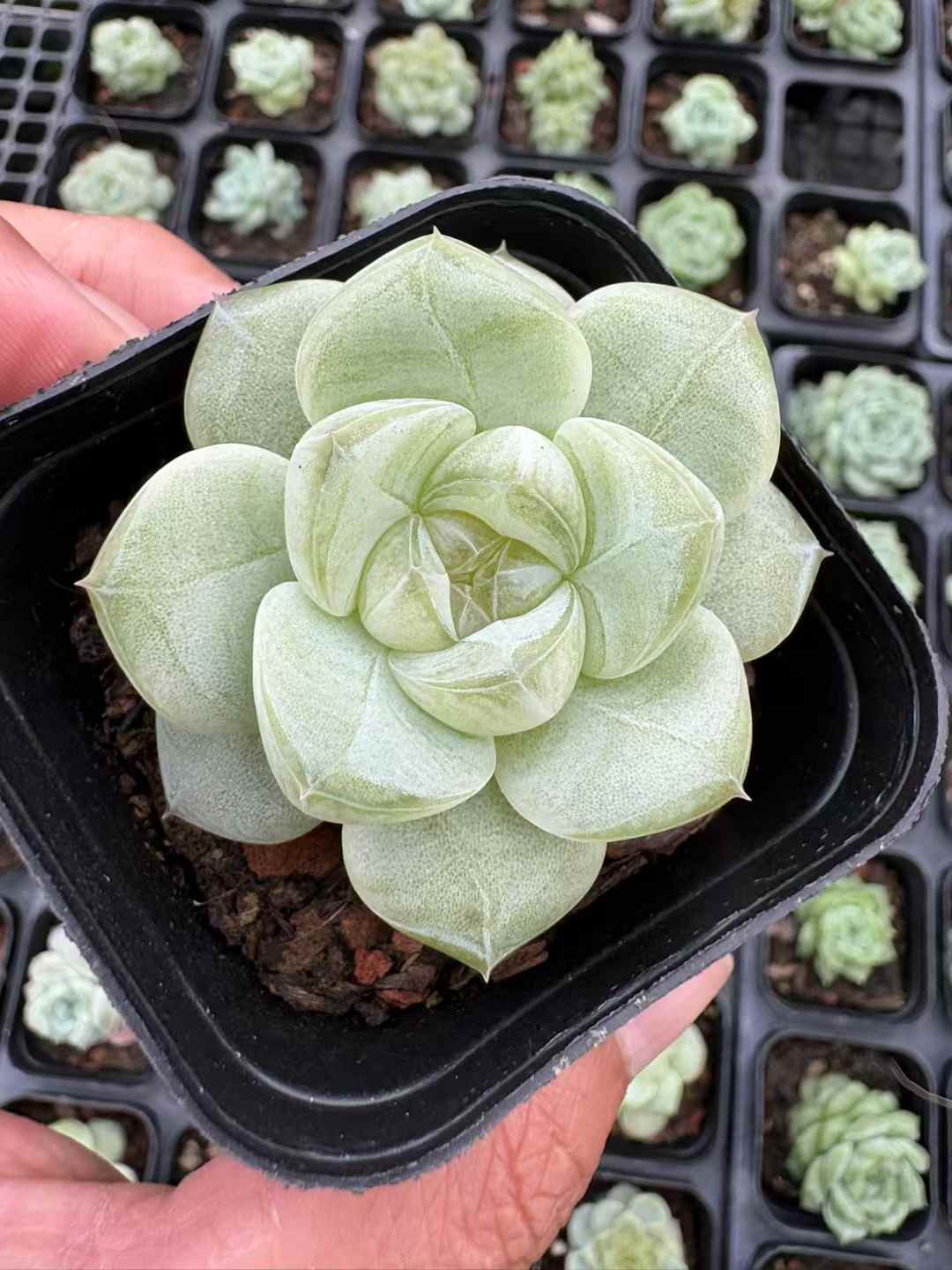 多肉植物 まっちゃプリン 50株セット 2.5号鉢 品番AD00169