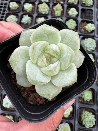 多肉植物 まっちゃプリン 50株セット 2.5号鉢 品番AD00169