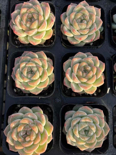 多肉植物 ぎょくとジェニー 50株セット 2.5号鉢 品番AD00239
