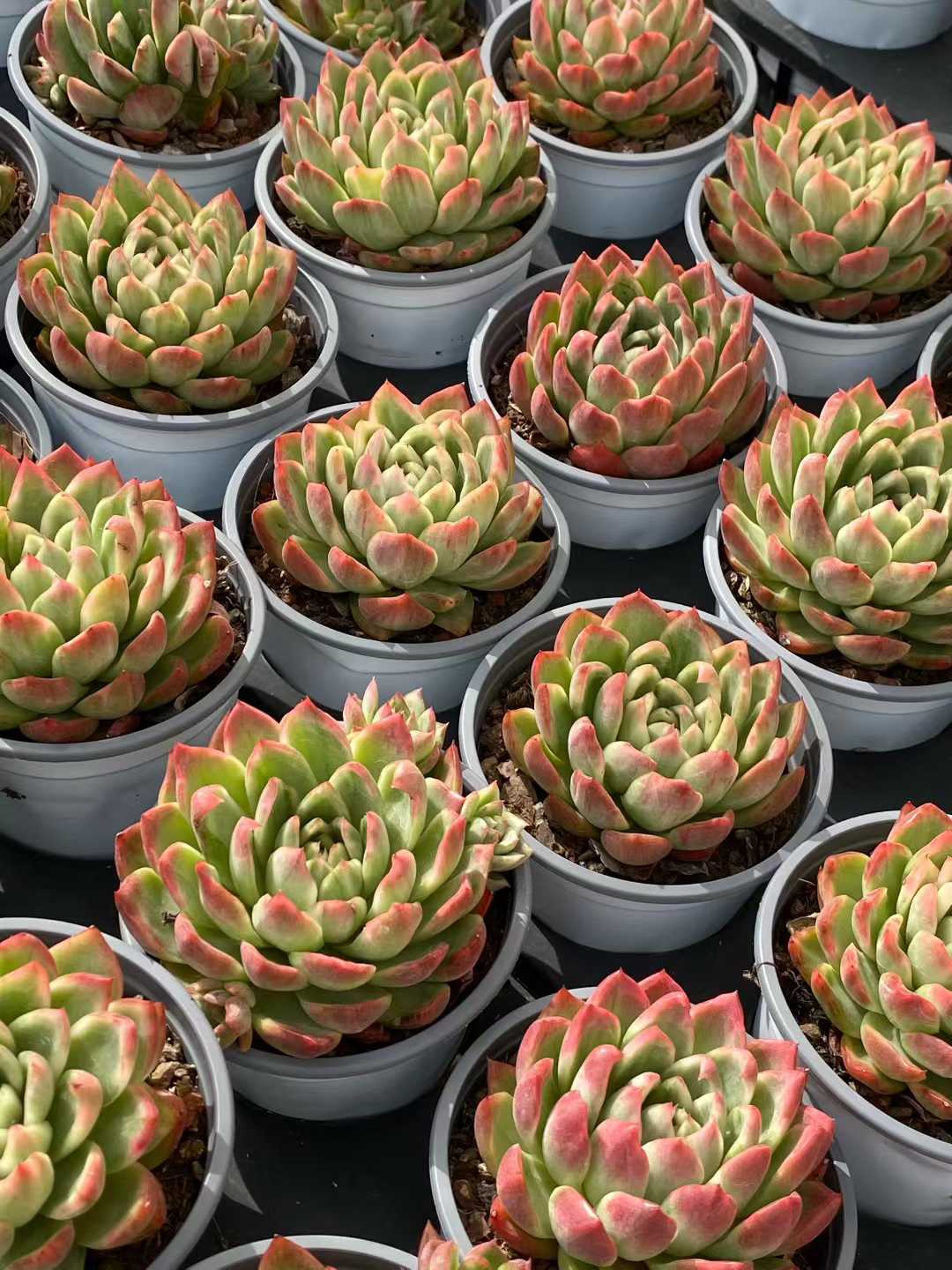 多肉植物 クリスタルジェニー・ニシキ 30株セット 3号鉢 品番AA00118