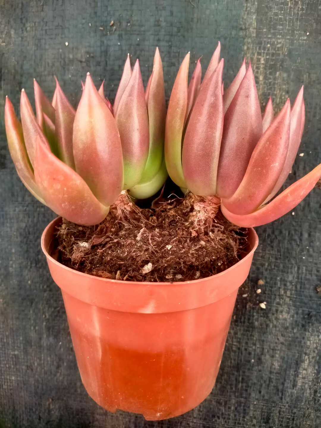 多肉植物 ショウシャキヘイ 24株セット 4号鉢 品番ZG00047