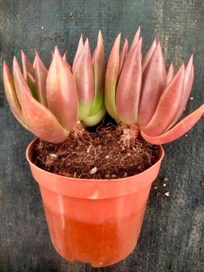 多肉植物 ショウシャキヘイ 24株セット 4号鉢 品番ZG00047