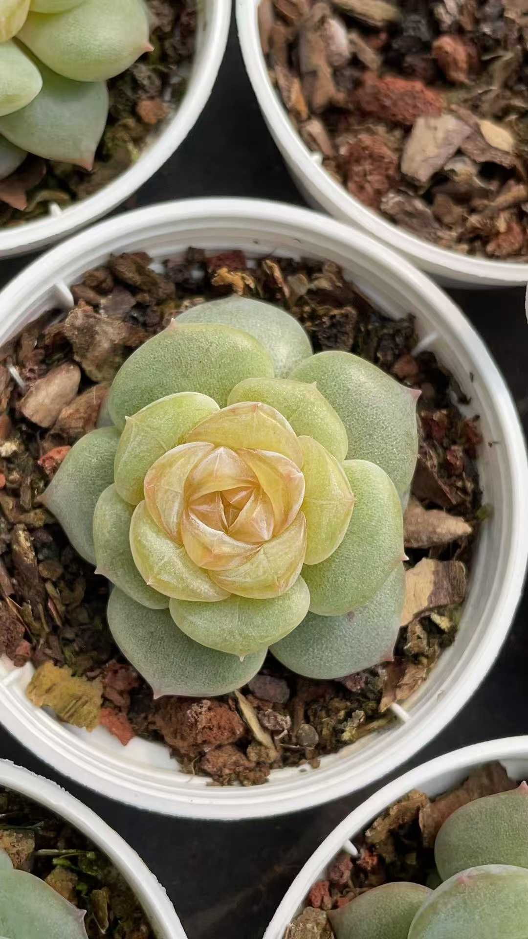 多肉植物 ダイダイシー 54株セット 2号鉢 品番AE00039