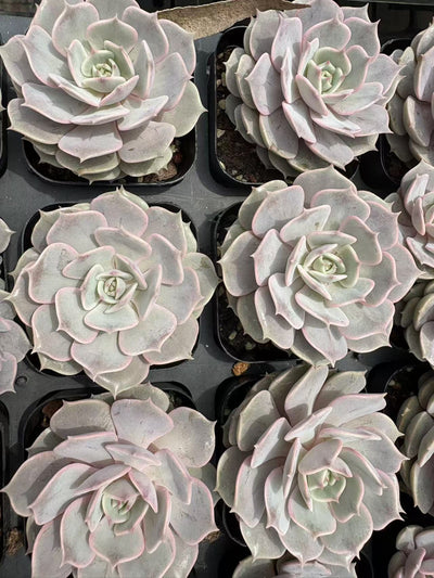 多肉植物 ルナレン 50株セット 2.5号鉢 品番AD00177