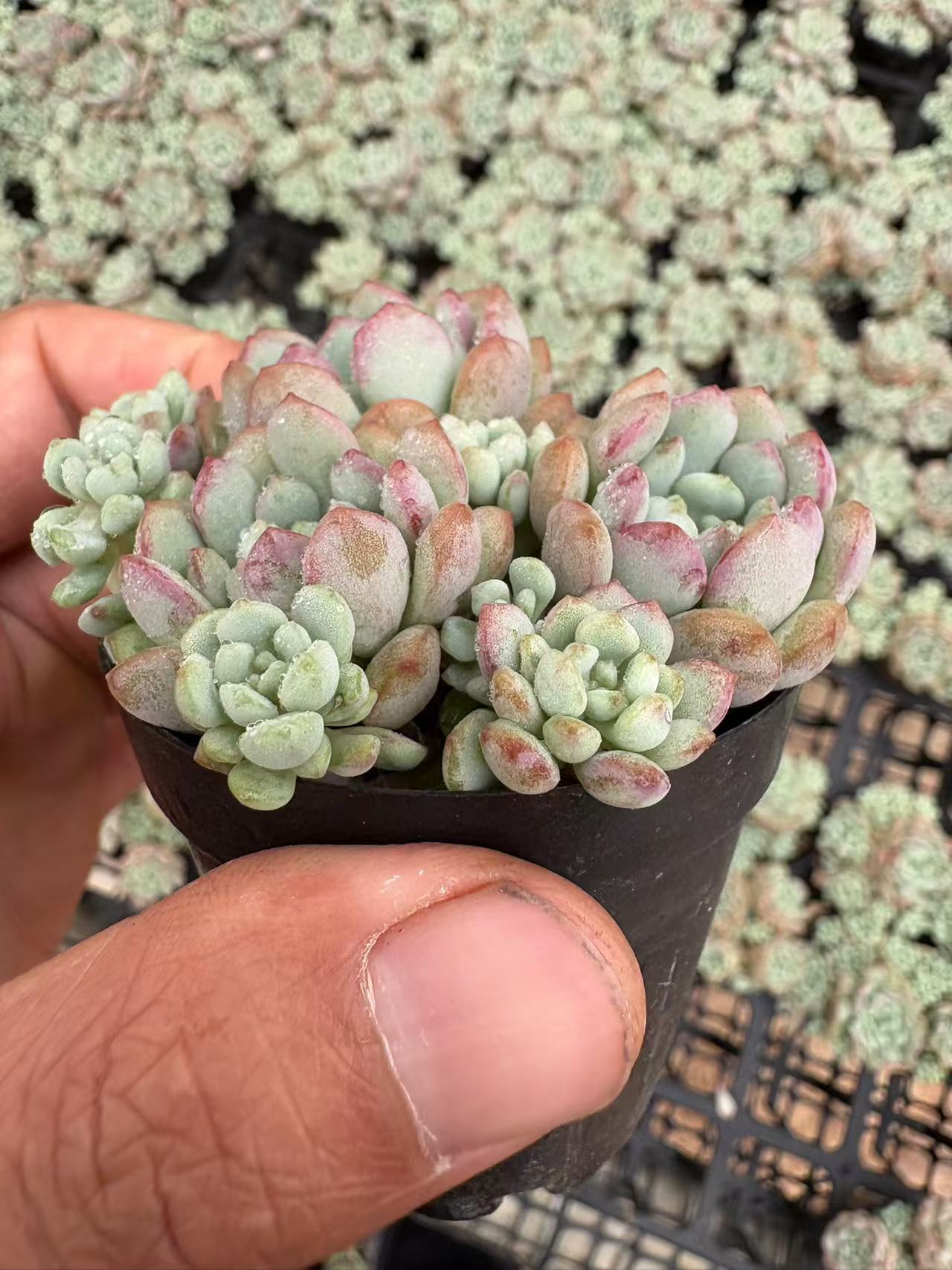 多肉植物 モメイ 50株セット 2号鉢 品番AD00015