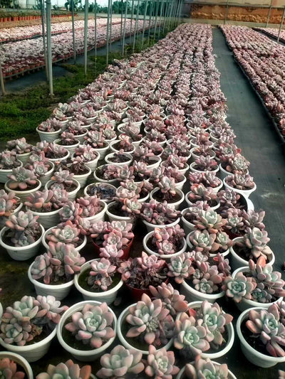 多肉植物 ロウショウオプリナ 12株セット 5号鉢 品番ZG00075