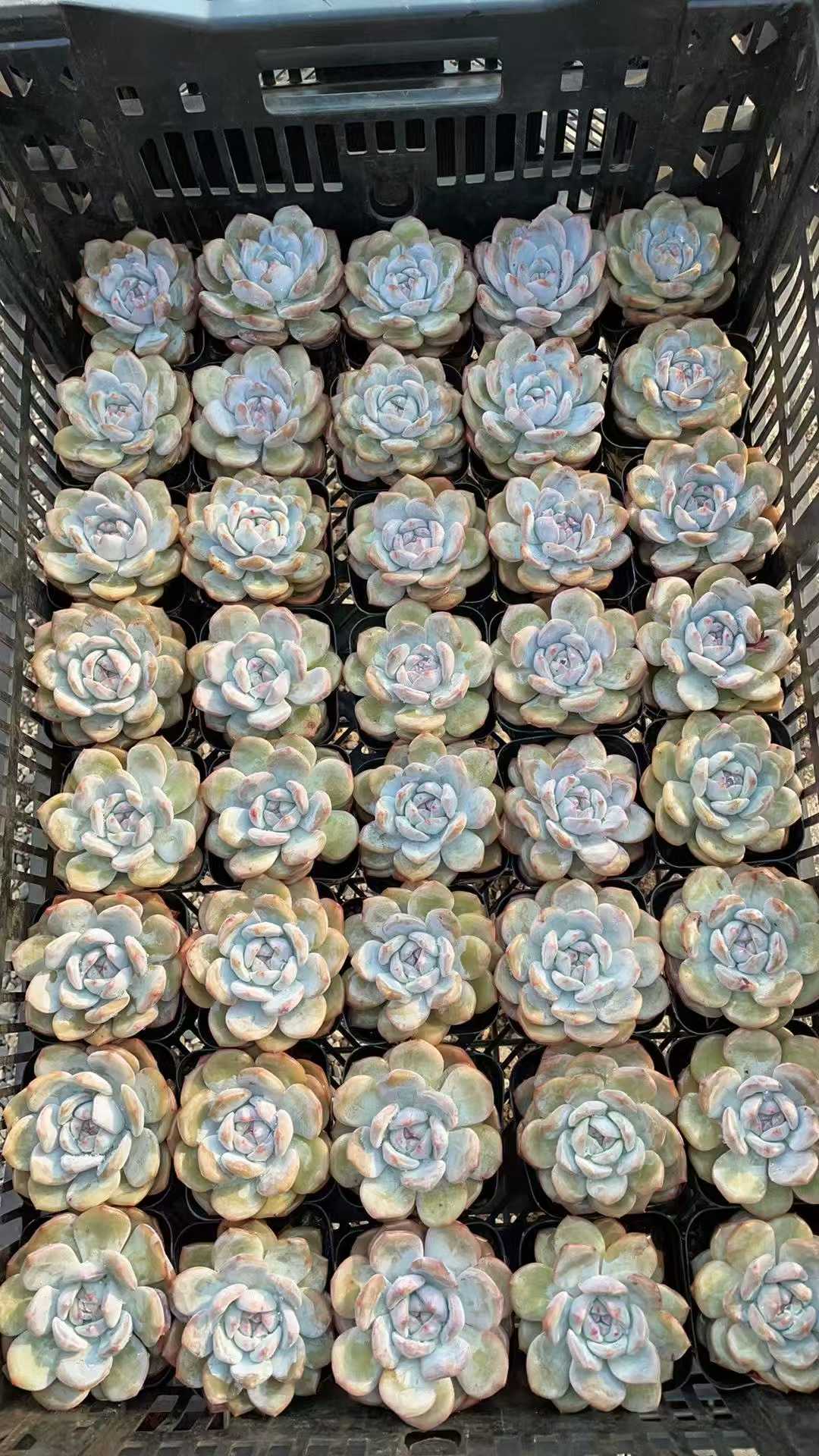 多肉植物 ホシカゲ 50株セット 2.5号鉢 品番AE00004