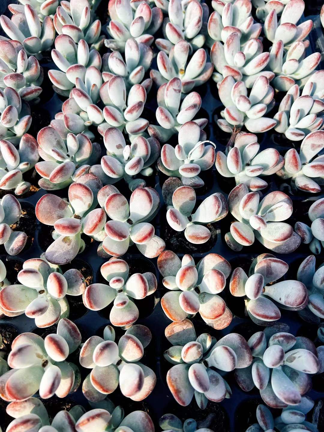 多肉植物 ピンポンフクニャン 72株セット 品番AH00001