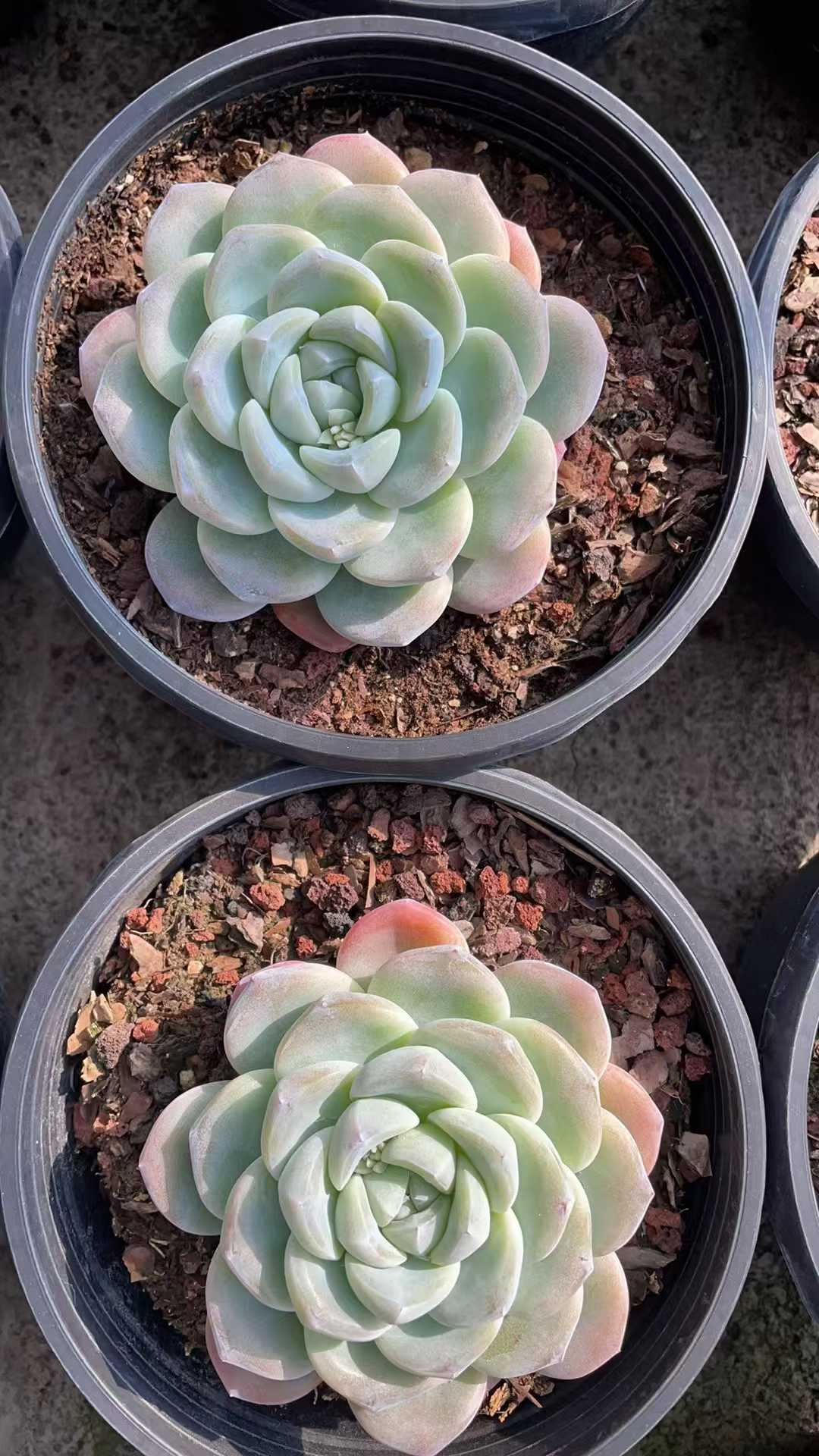 多肉植物 ヒョウギョク 8株セット 6号鉢 品番AE00055