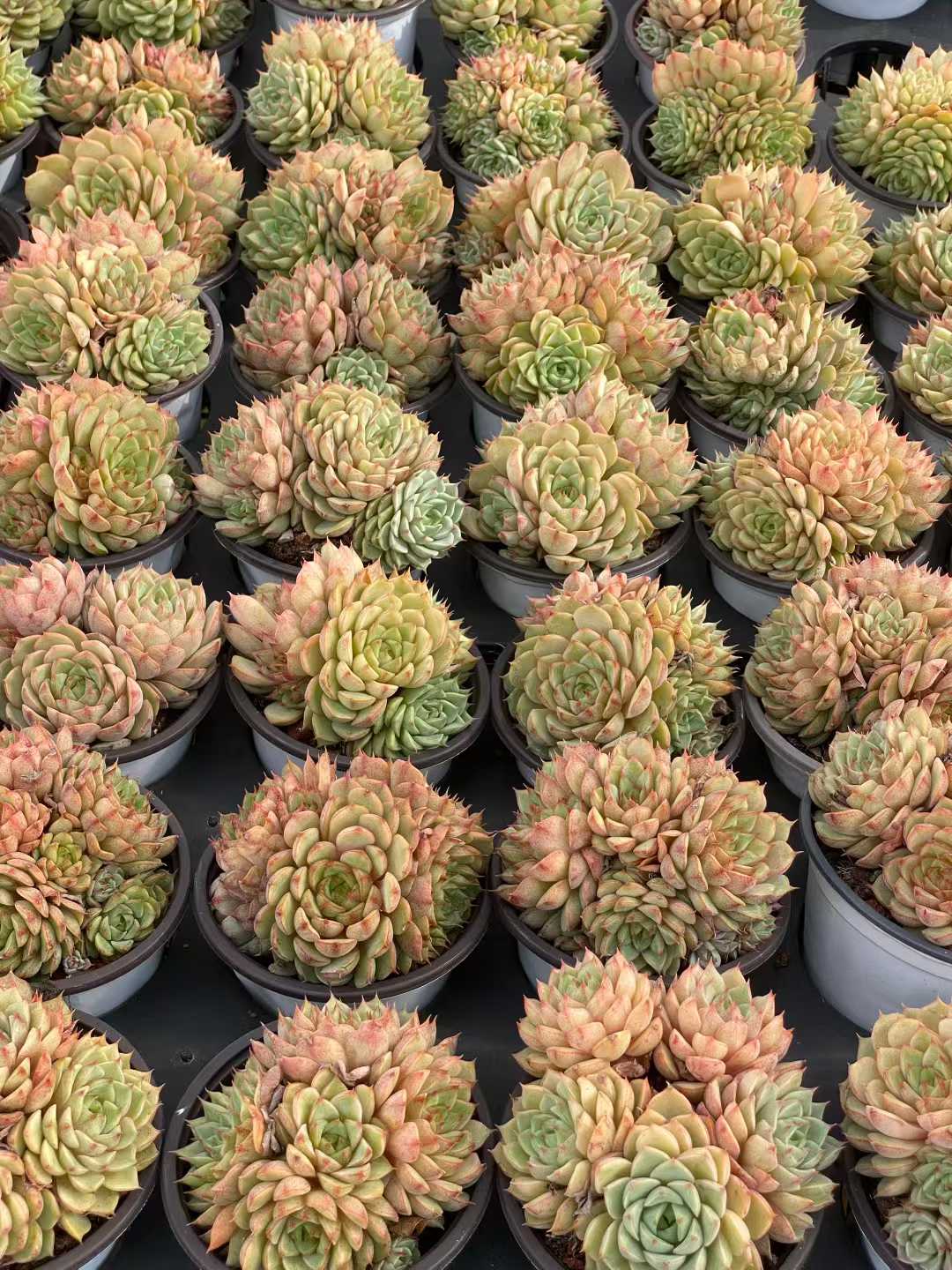 多肉植物 バンバ 18株セット 3号鉢 品番AA00152