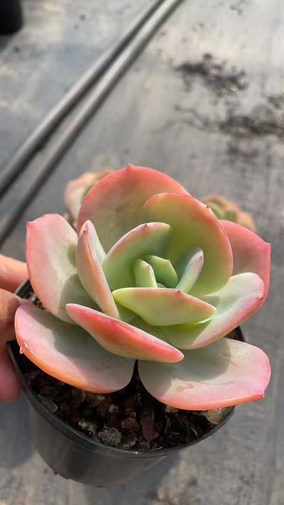 多肉植物 ハクホウ 15株セット 4号鉢 品番AE00038