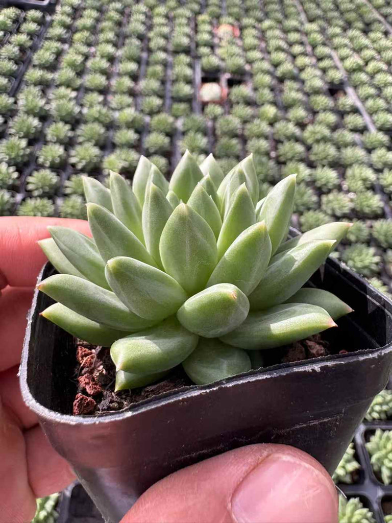 多肉植物 こうこつぶん 50株セット 2.5号鉢 品番AD00182 – 花のパッセージ