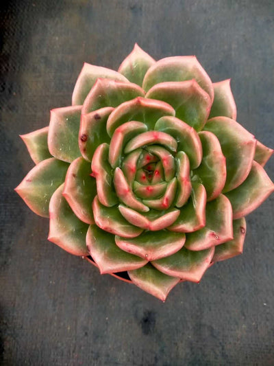 多肉植物 シャンパン 20株セット 5号鉢 品番ZG00016