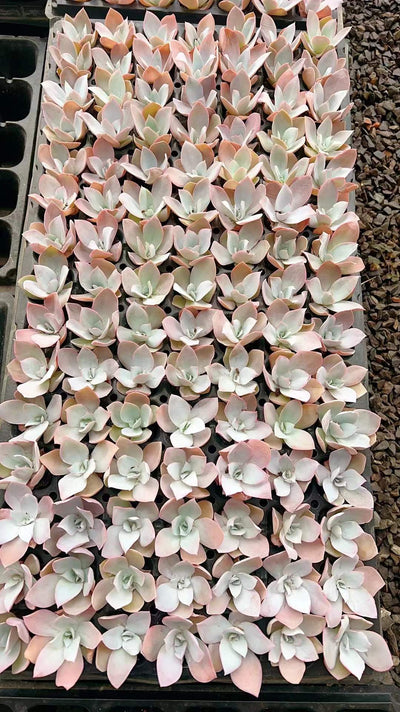 多肉植物 コウカンキュウ 105株セット 品番AH00019