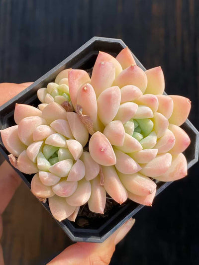 多肉植物 クリームビジン 50株セット 2.5号鉢 品番AA00131