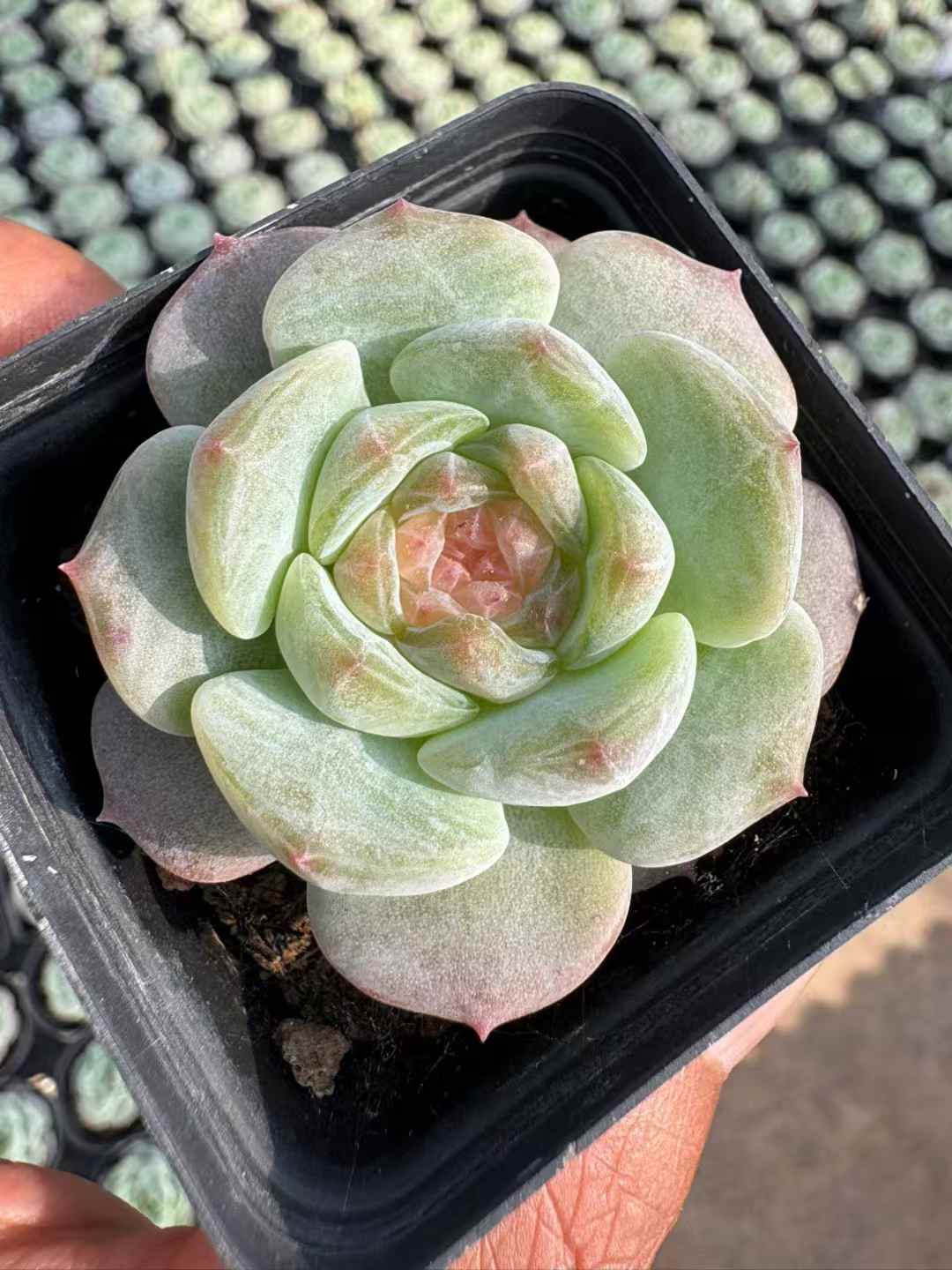 多肉植物 スイートハート 50株セット 2号鉢 品番AD00178