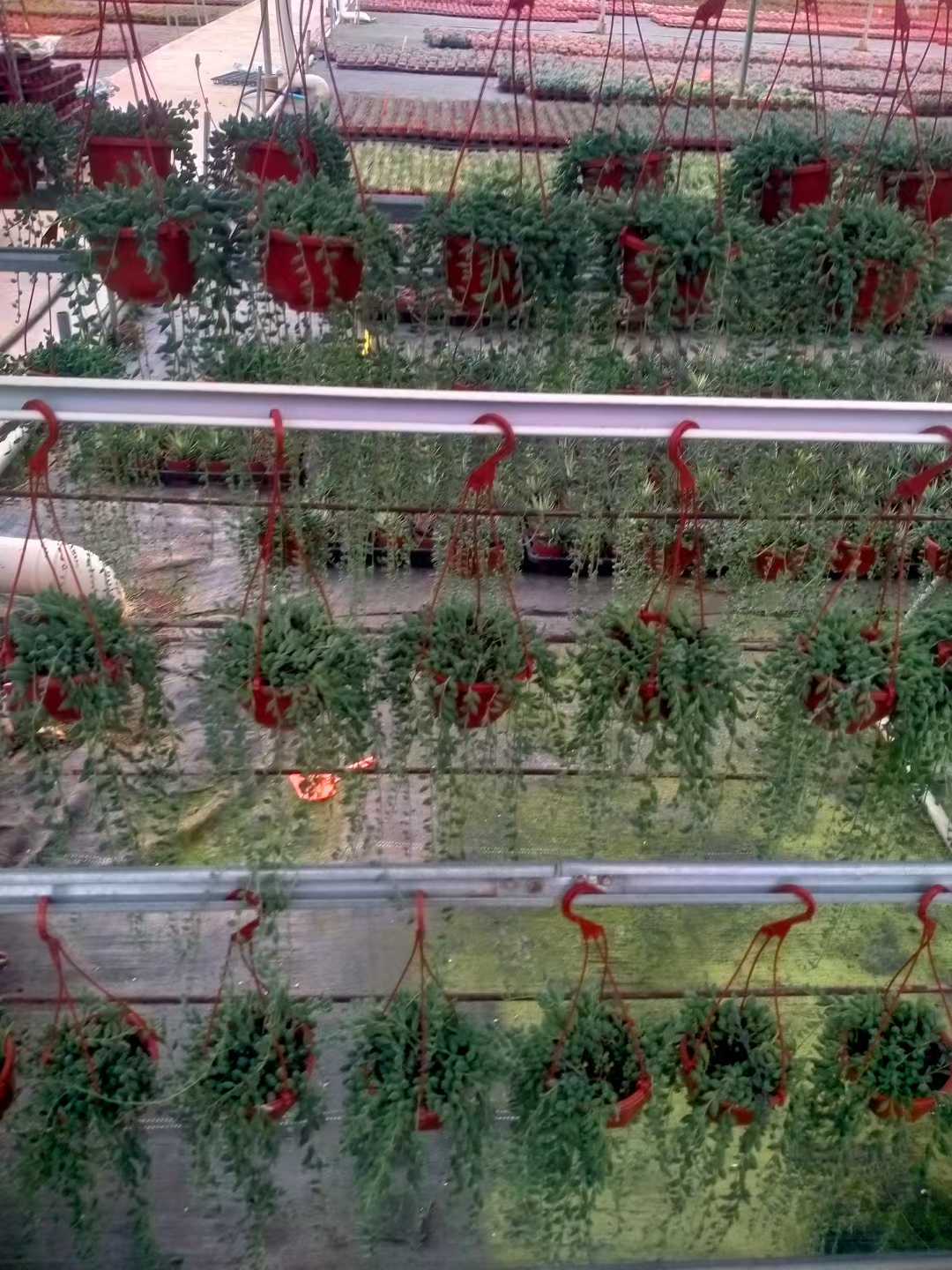 多肉植物 ブツジュ 24株セット 4号鉢 品番ZG00058