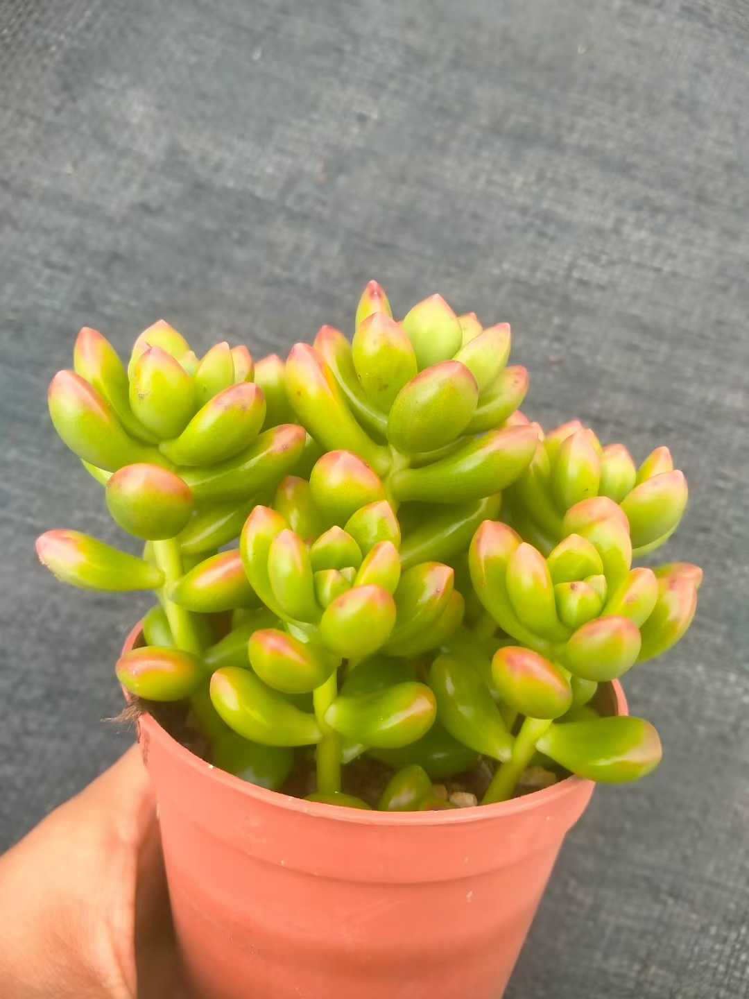 多肉植物 マルバショウリョク 35株セット 3号鉢 品番ZG00050