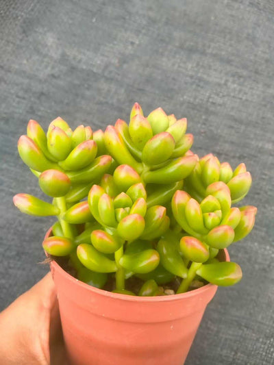 多肉植物 マルバショウリョク 35株セット 3号鉢 品番ZG00050