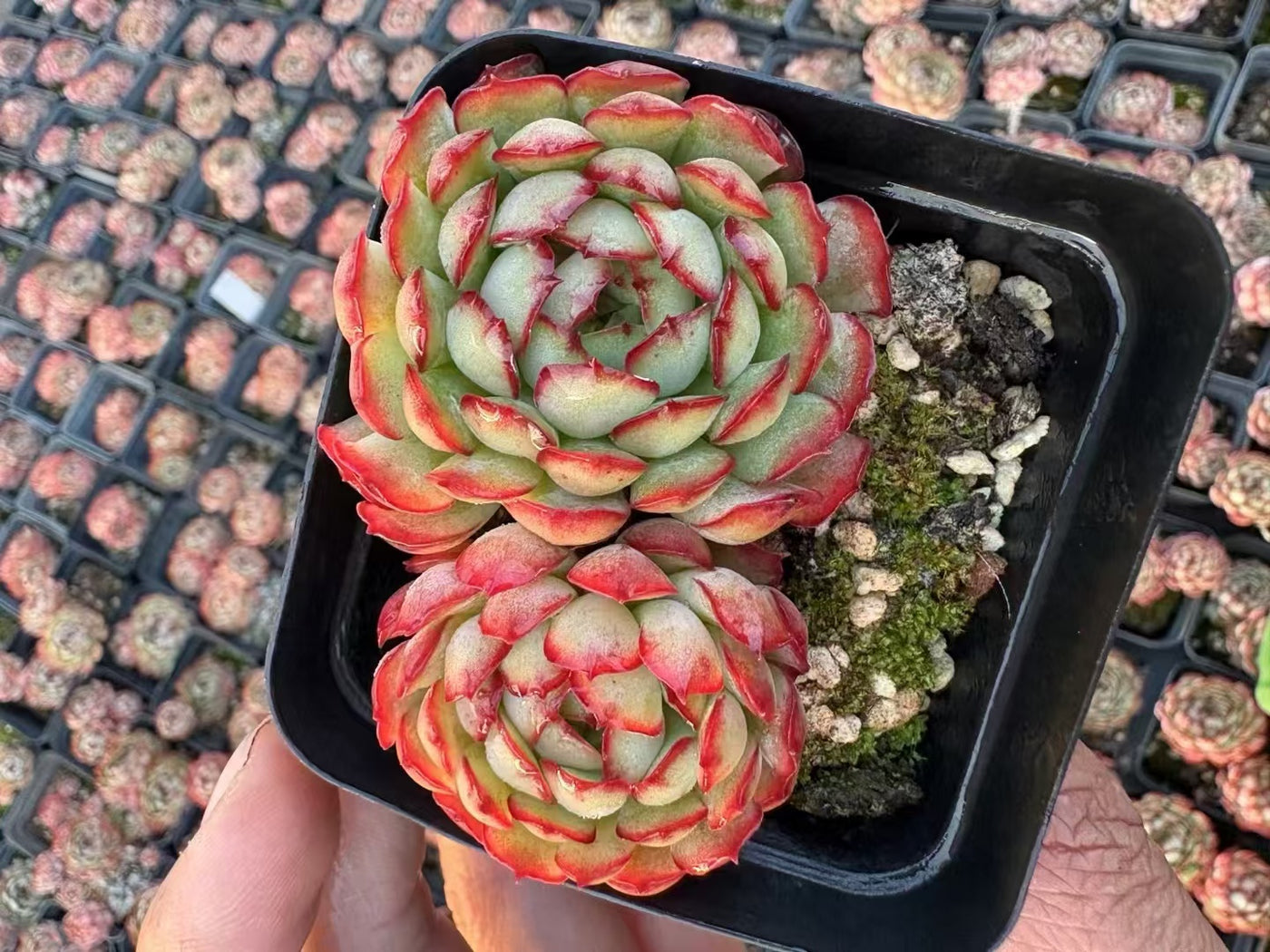 多肉植物 こいちご 50株セット 2.5号鉢 品番AD00047