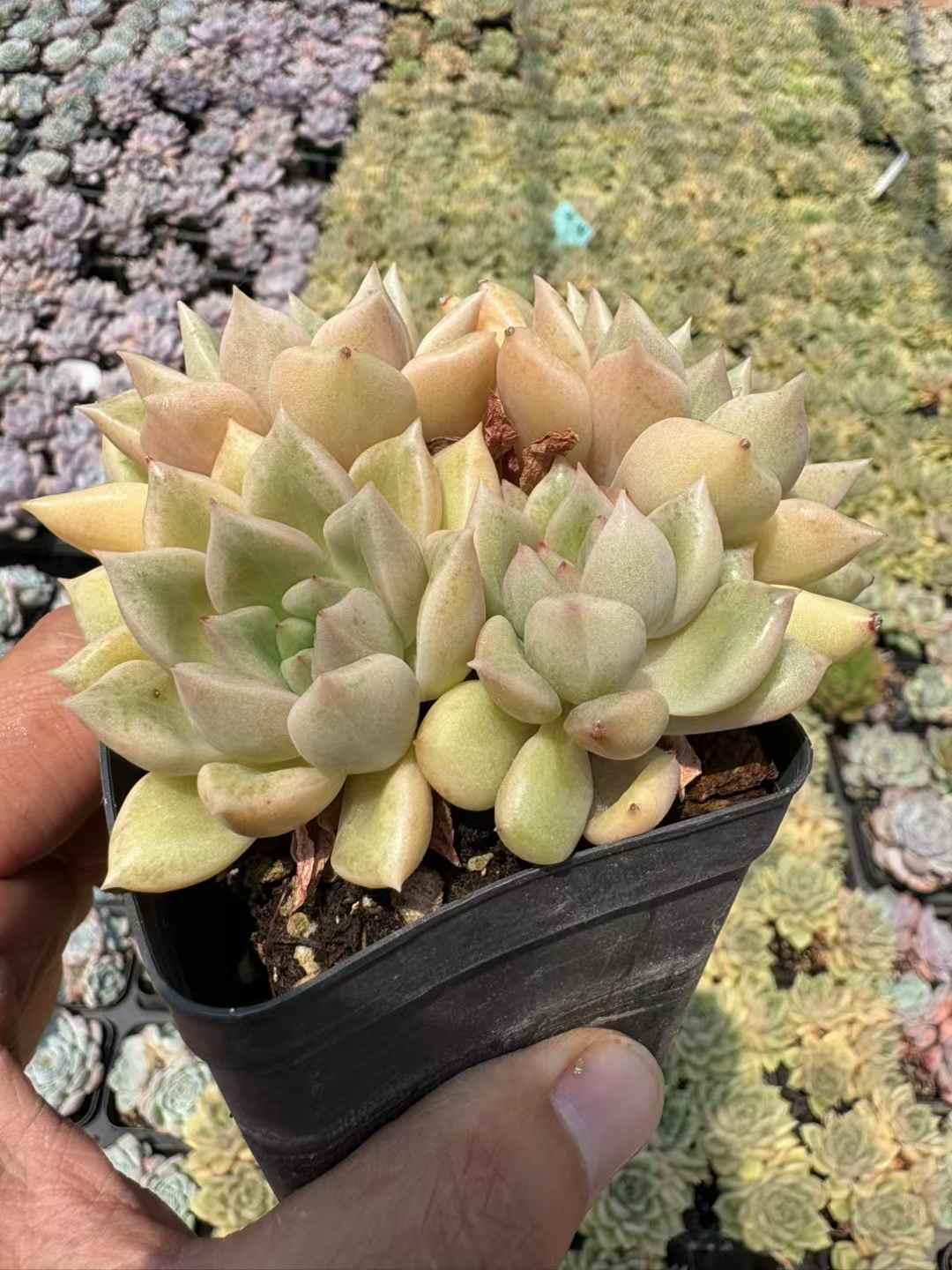 多肉植物 きらめき 50株セット 2.5号鉢 品番AD00206