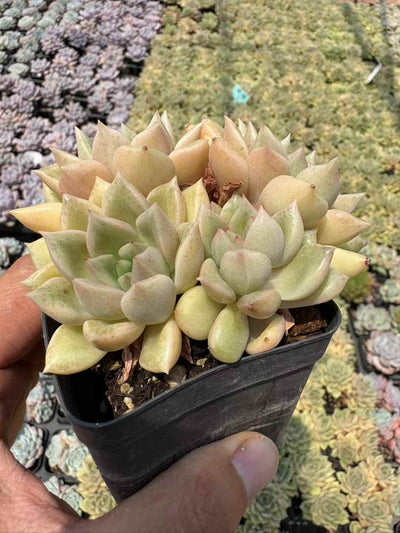 多肉植物 きらめき 50株セット 2.5号鉢 品番AD00206