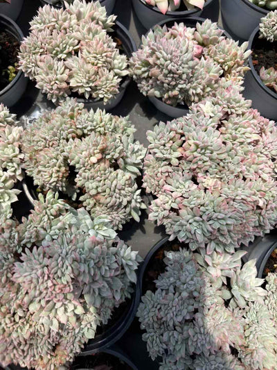 多肉植物 かえんはいきんけい 18株セット 3号鉢 品番AD00213