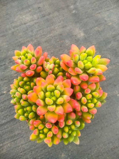 多肉植物 ハルモエ 35株セット 3号鉢 品番ZG00051