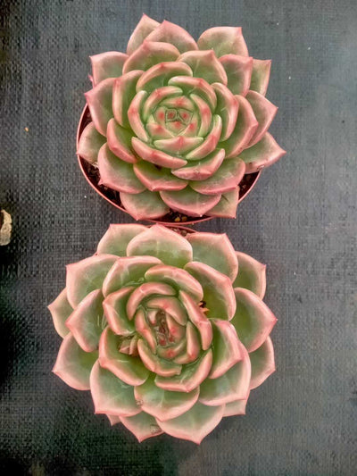 多肉植物 シャンパン 20株セット 5号鉢 品番ZG00016