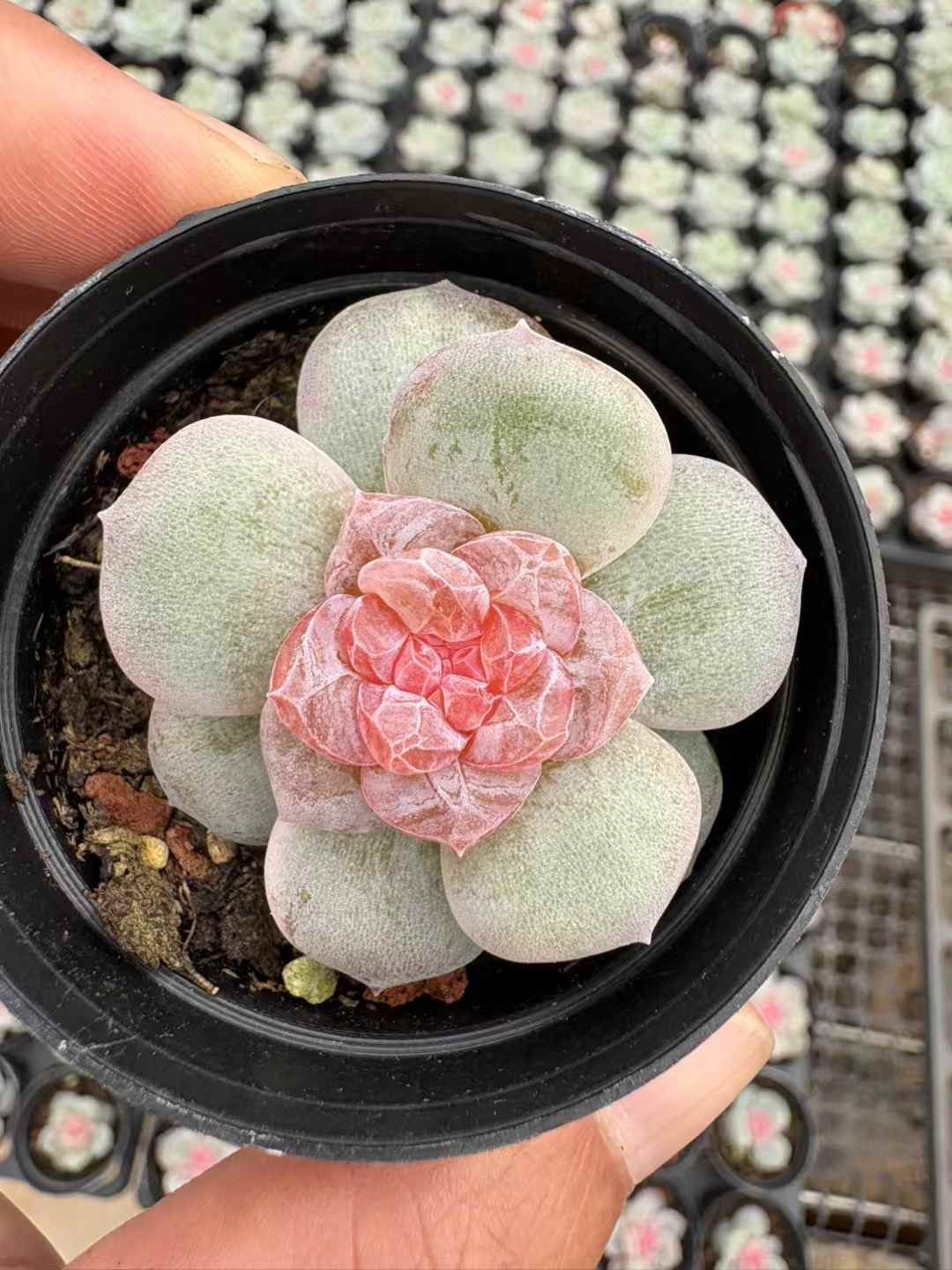 多肉植物 りかぼう 50株セット 2号鉢 品番AD00168