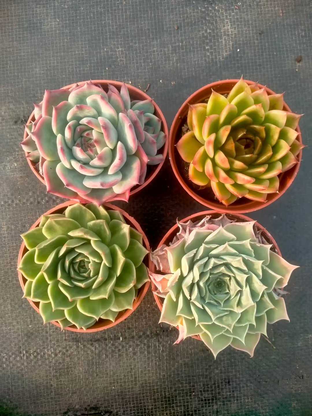 多肉植物 シンピンザ 35株セット 3号鉢 品番ZG00072