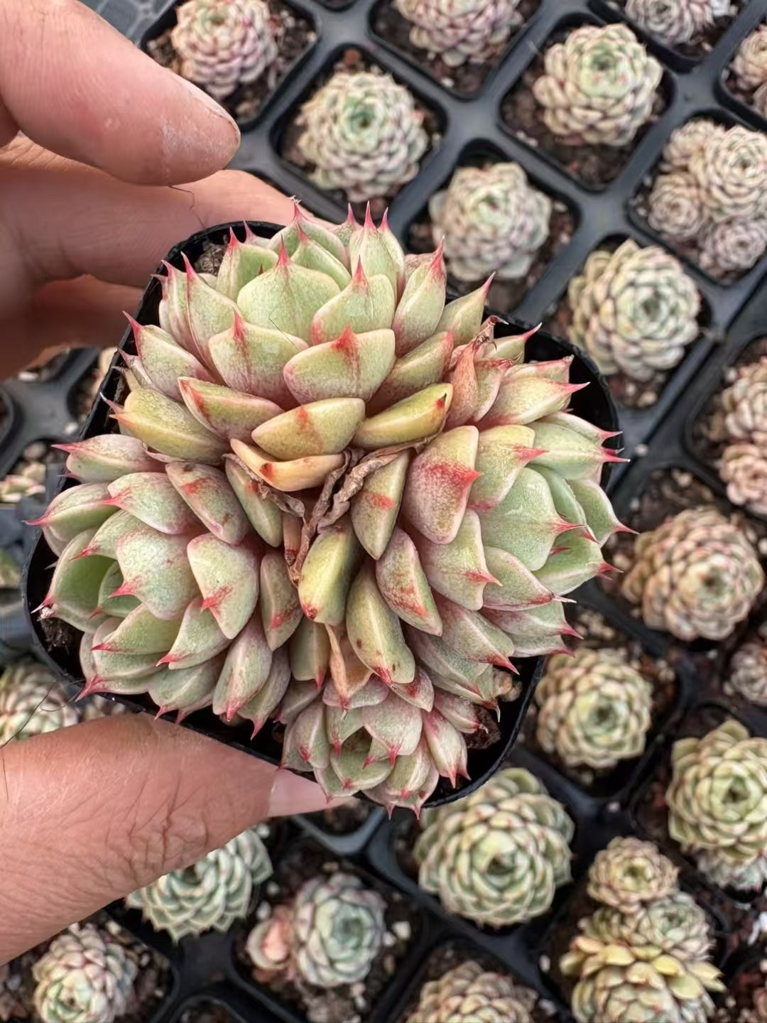 多肉植物 ベンバティス 50株セット 2.5号鉢 品番AD00048