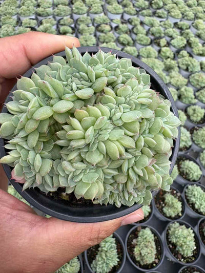 多肉植物 どうていこけい 18株セット 3号鉢 品番AD00164