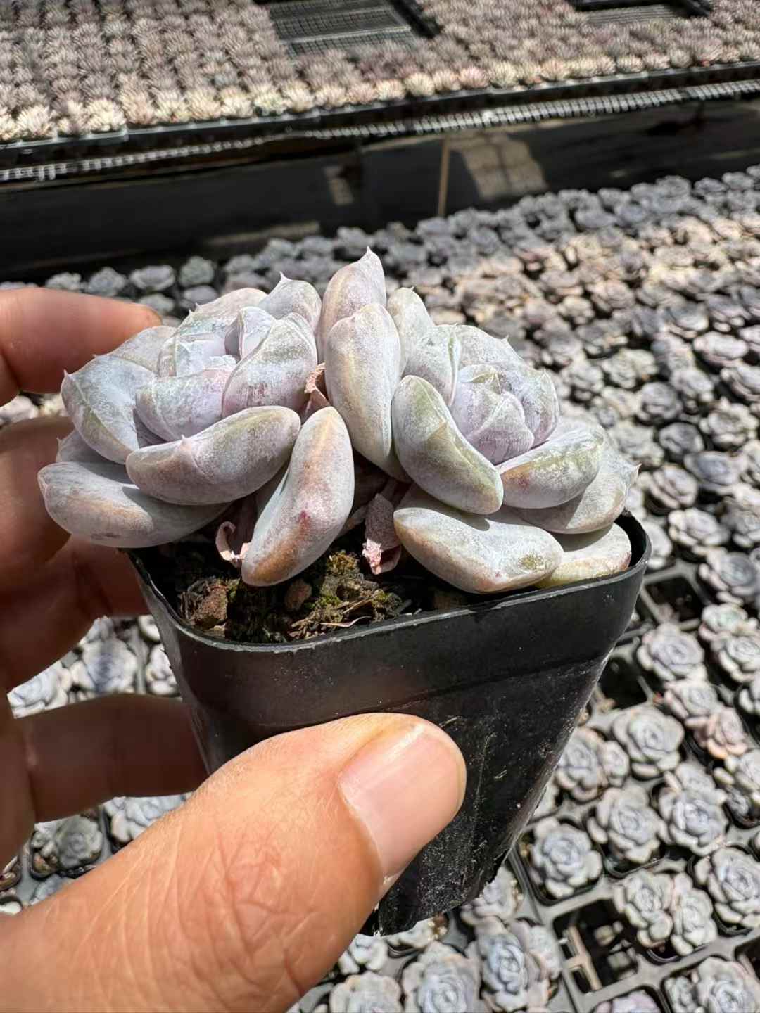 多肉植物 ハンバーガージェニー 50株セット 2.5号鉢 品番AD00196