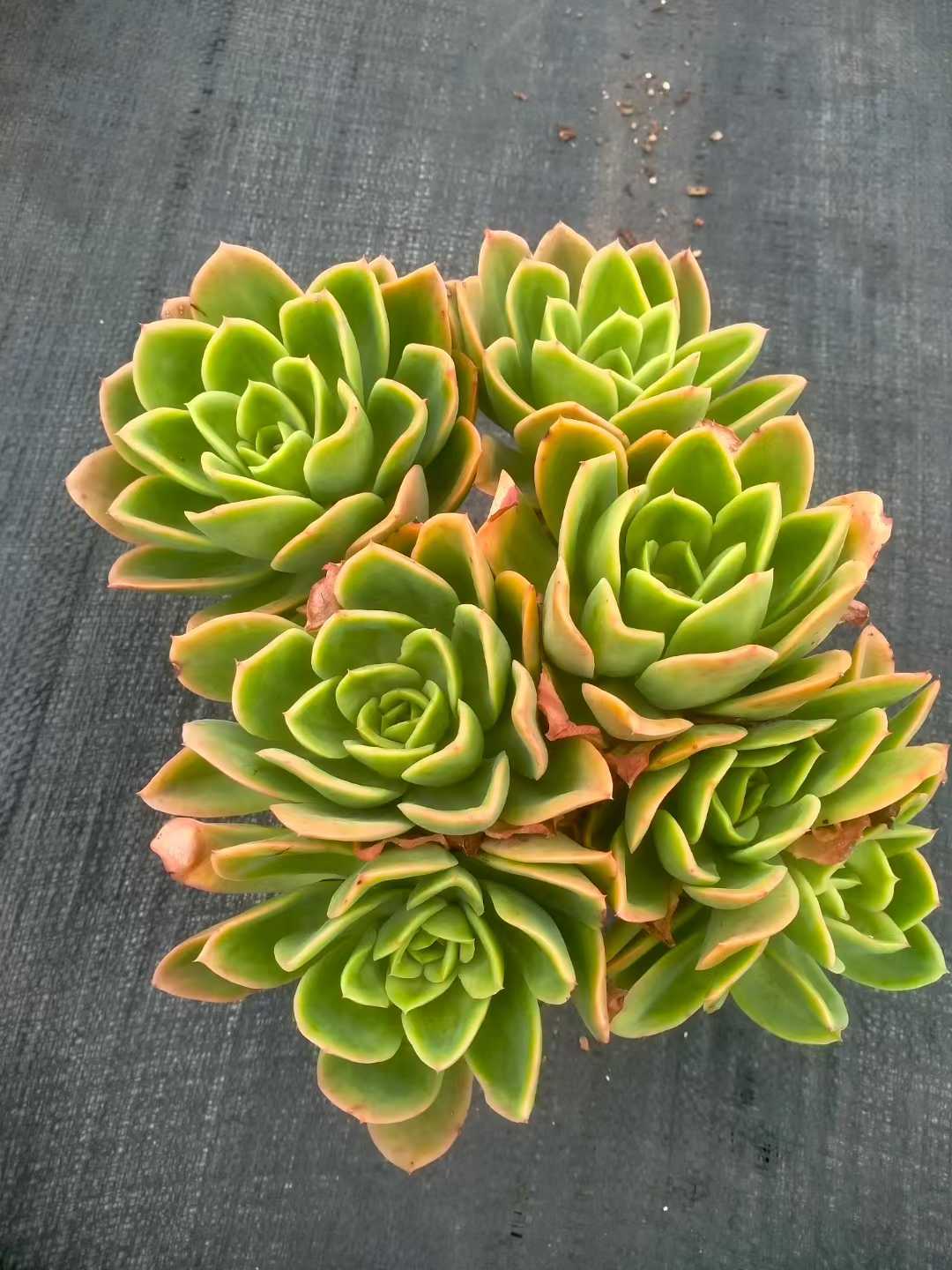 多肉植物 キンキ 12株セット 5号鉢 品番ZG00052