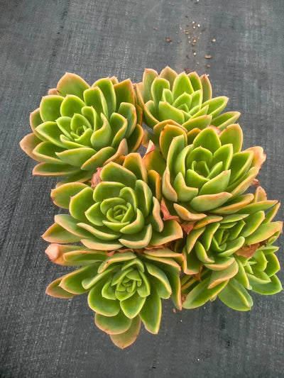 多肉植物 キンキ 12株セット 5号鉢 品番ZG00052