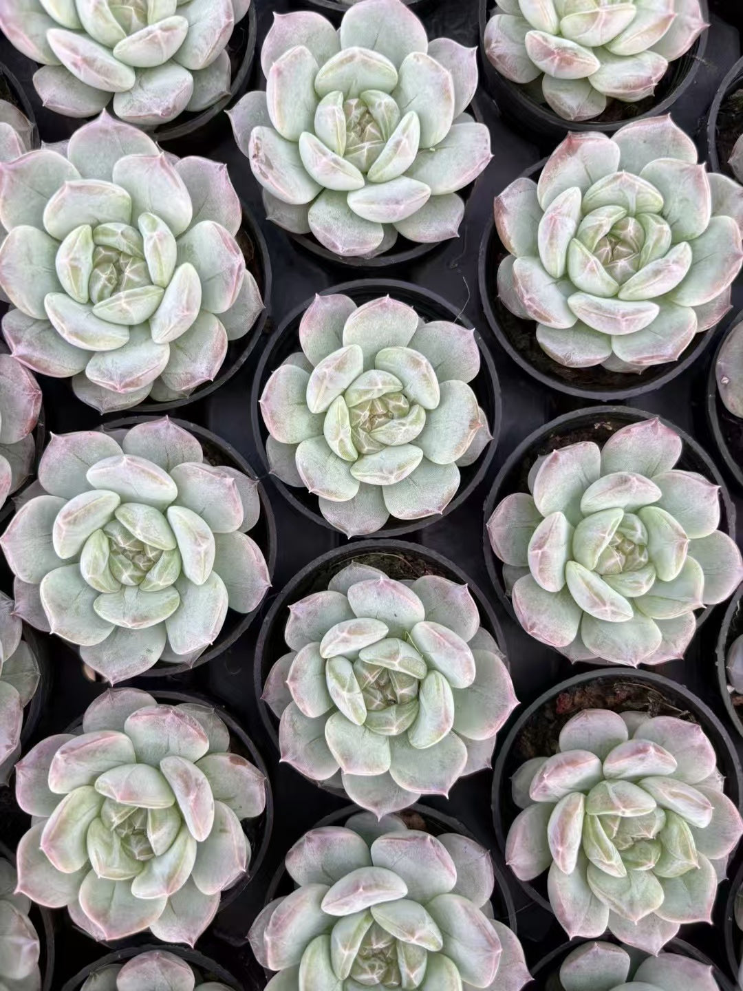 多肉植物 ユンシュイヨウ 50株セット 2号鉢 品番AD00018